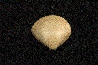 藏品(普通文蛤)的圖片